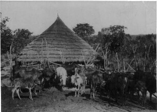 Lager Ibanda, Viehhof in einem Dorf