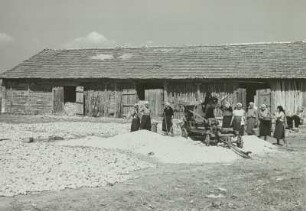 Bulgarien, Ost-Rodopen, maschineller Maisdrusch