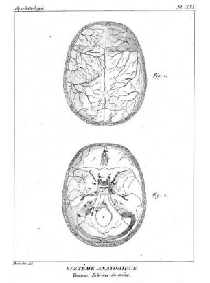 Pl. XXI. Systême Anatomique. Homme. Intériéur du crâne.