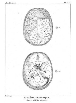 Pl. XXI. Systême Anatomique. Homme. Intériéur du crâne.