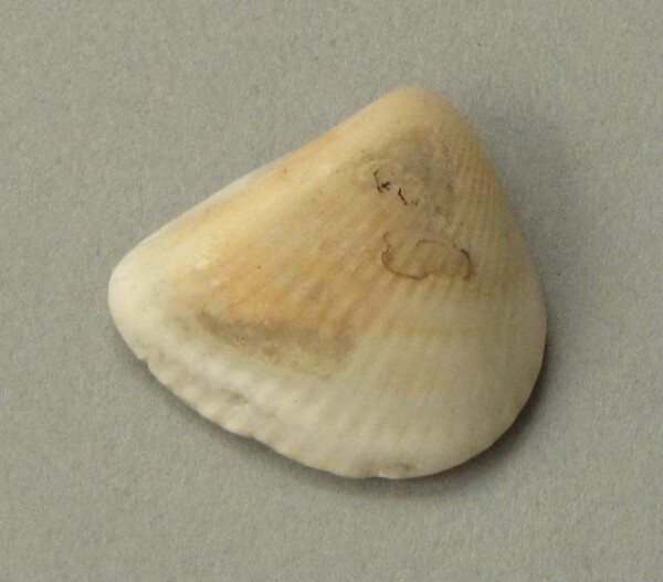 Pendant made from mussel shell