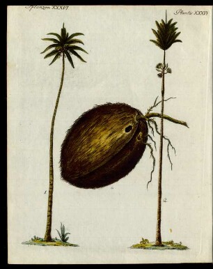 Palmen-Arten.