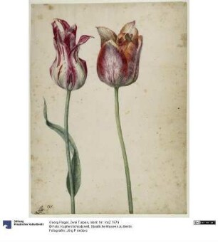 Zwei Tulpen