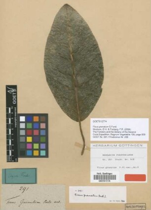 Ficus granatum G.Forst. [type]