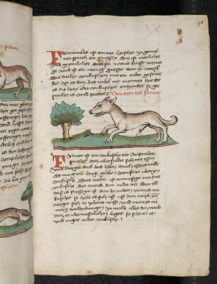 Tier "Furion"; (Teil III A: Von den Tieren, die auf der Erde gehen)