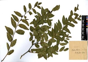 Rhamnaceae Zizyphus vulgaris Lamarck, Jean-Baptiste Pierre Antoine de Monet de (1744 - 1829) [Jerusalem, Yerushalayim, El Quds, Al-Quds, Al Quds, El Quds Esh Sherif, Al-Muqaddas, Jérusalem, Gerusalemme, Jerusalén, Aelia Capitolina, Colonia Aelia Capitolina, Hierosolyma, Urusalim, Jerusalem]