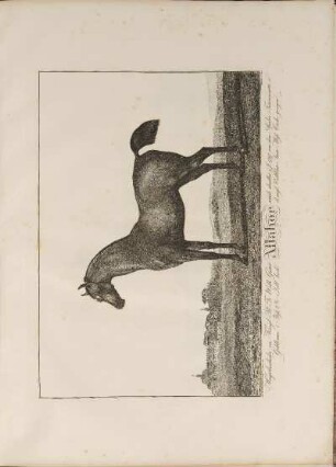 Illustration: Allahor. Hauptbeschäler im Königl. Pr. Fr. Wilh. Gestüt, ...