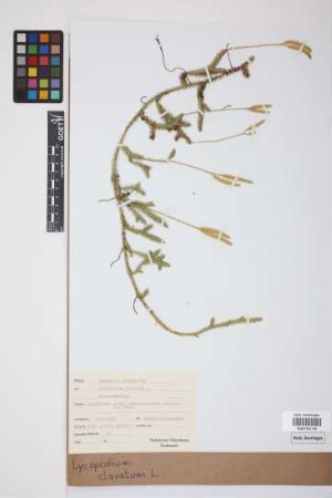Lycopodium clavatum clavatum L.