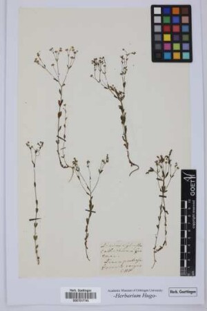Linum