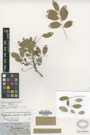 Phyllanthus pseudocicca Griseb. [holotype]