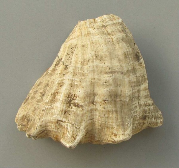 Shell (fragment)