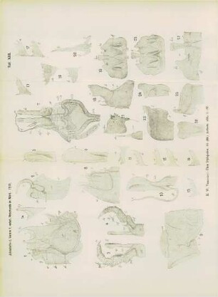 Tafel XIII