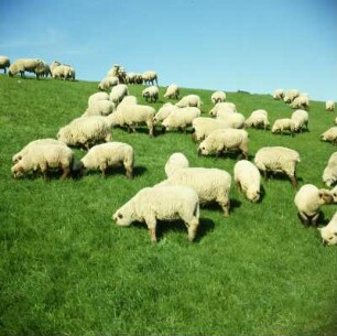Schafherde : Schafe auf der Weide