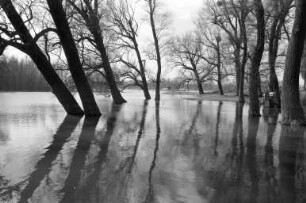 Rheinhochwasser