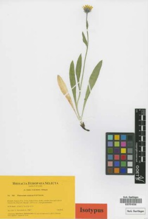 Hieracium orsierae Gottschl. [isotype]