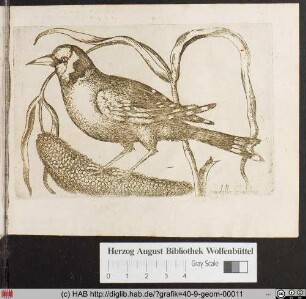 Cardello maschio.