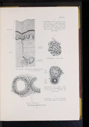 8. Knäueldrüse aus der Achselhöhle. Querschnitt. Stärkere Vergrößerung.