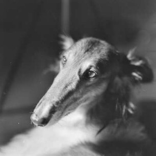 Windhund
