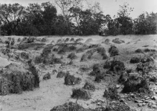 Termitenhügel : Termitenhügel im Sand, nahe eines kleines Waldes.