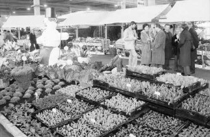 Freiburg: Stadthalle, Blumen- und Gartenausstellung, Gemüseschau