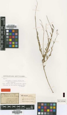 Heliophila falcata Eckl. & Zeyh. [isotype]