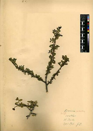 Rhamnaceae Boissier, Edmond (1810 - 1885) [Banijas]