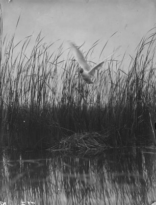 Lachmöwe : Lachmöwe (Chroicocephalus ridibundus Linnaeus) im Anflug auf das Nest.