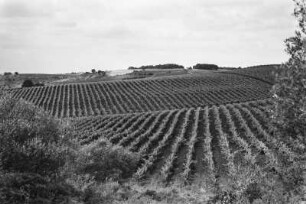Weinbaugebiet : Panoramaaufnahme der Weinfelder an den südwestlichen Hängen Algiers.