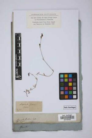 Asperula scabra Presl