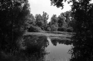 Plittersdorf: Rheinwald und Deich mit Dächern von Plittersdorf