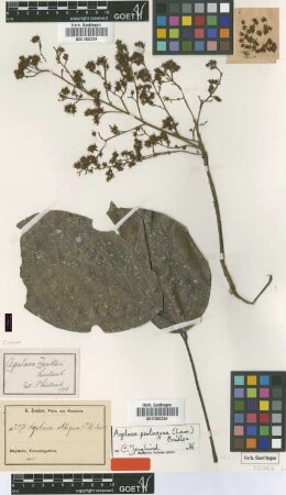 Agelaea obliqua (P.B.) Baill.