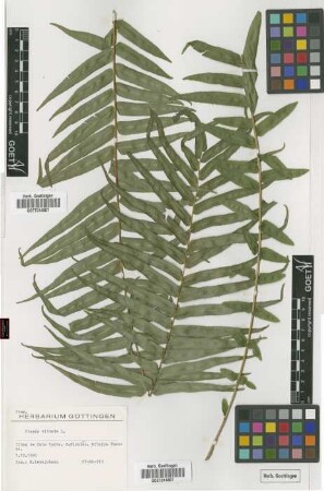 Pteris vittata L.