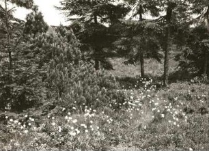 Bergkiefer (Pinus mugo) im Georgenfelder Hochmoor bei Zinnwald-Georgenfeld. Ansicht mit Scheiden-Wollgras (Eriophorum vaginatum)