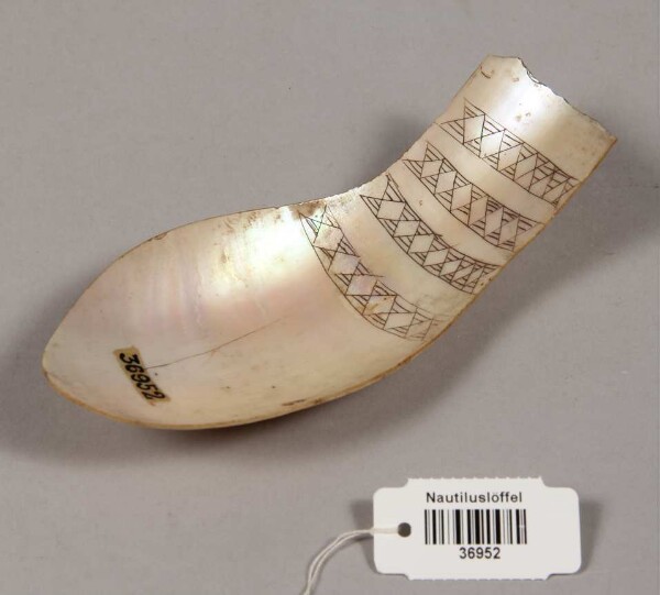 Nautilus spoon