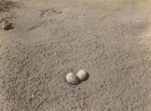 Zwergseeschwalbe (Sterna albifrons Pall.). Gelege