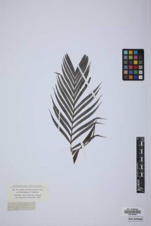 Pinanga salicifolia Bl.