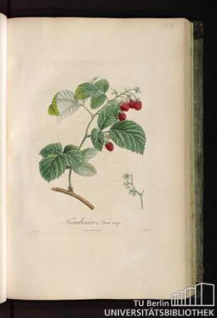 Pl. XXXI. Framboisier à Fruit rouge.