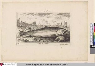 Salmo, Le Saulmon
