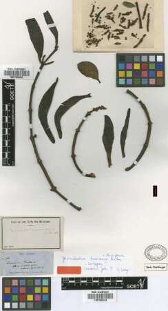 Phoradendron tovarense Urb. [isotype]