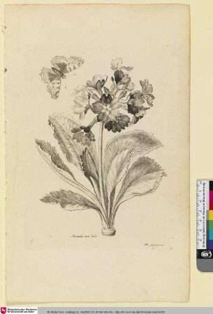 Auricula ursi dod.