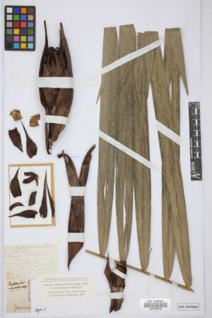 Phytelephas macrocarpa Ruiz & Pav.