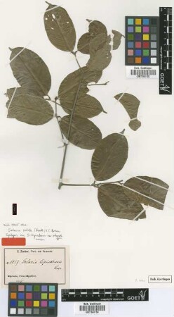 Salacia bipindensis Loes. var. Loes. obovata[syntype]