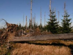 abgestorbener Nadelwald im Nationalpark Hochharz am Brocken