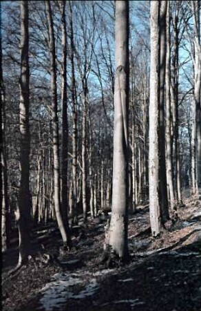 Poiana Brasov: Winterlicher Buchenwald