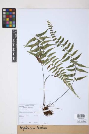 Asplenium laetum