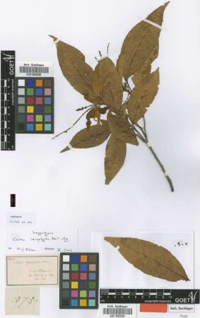 Croton leiophyllus Müll.Arg. [Isosyntype]