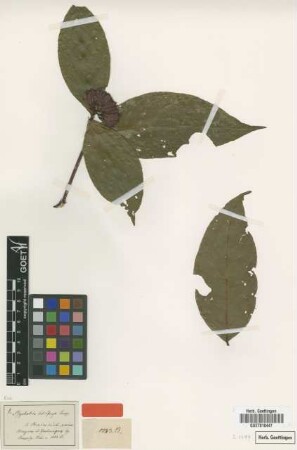 Psychotria febrifuga Poepp. [type]