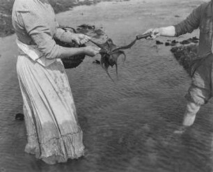 Tintenfischfang : Tintenfischfang bei Ebbe im Riff vor dem Hafen von Barneville-Carteret. Zwei Personen mit einem Tintenfisch in der Hand
