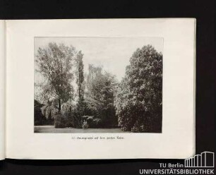 12. Baumgruppe auf dem großen Rasen.