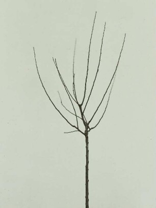 Zweijährige Krone eines Apfelbaumes vor dem Rückschnitt